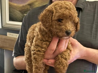 Cockapoo dogs Stunning Red & Apricot/Cream Cockapoo Puppies - Advert 14