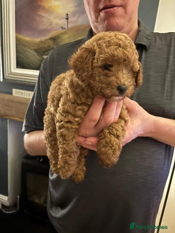 Cockapoo dogs Stunning Red & Apricot/Cream Cockapoo Puppies - Advert 3