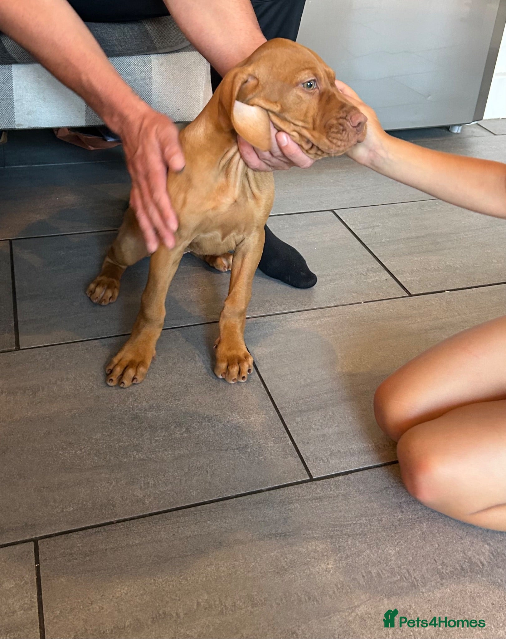 Hungarian Vizsla dogs Gunfield duel purpose - Exceptional Show & Working - Advert 2