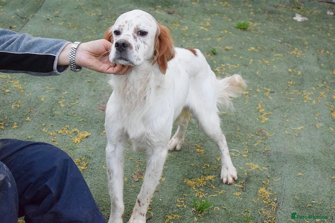 English Setter dogs for adoption: Torre - Advert 9