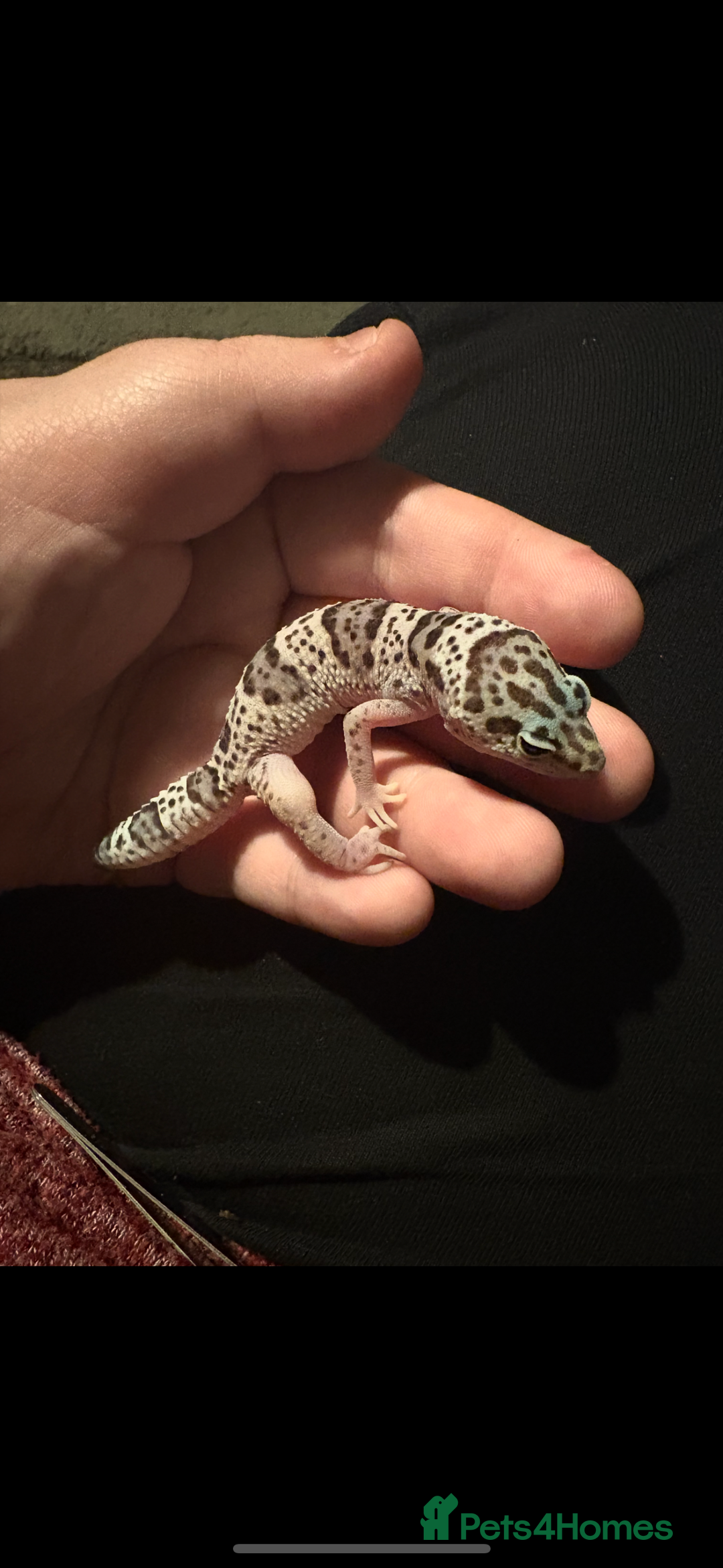 Leopard Gecko reptiles for sale: Mac Snow Leopard Gecko - Advert 1