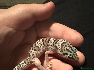 Leopard Gecko reptiles Mac Snow Leopard Gecko - Advert 1