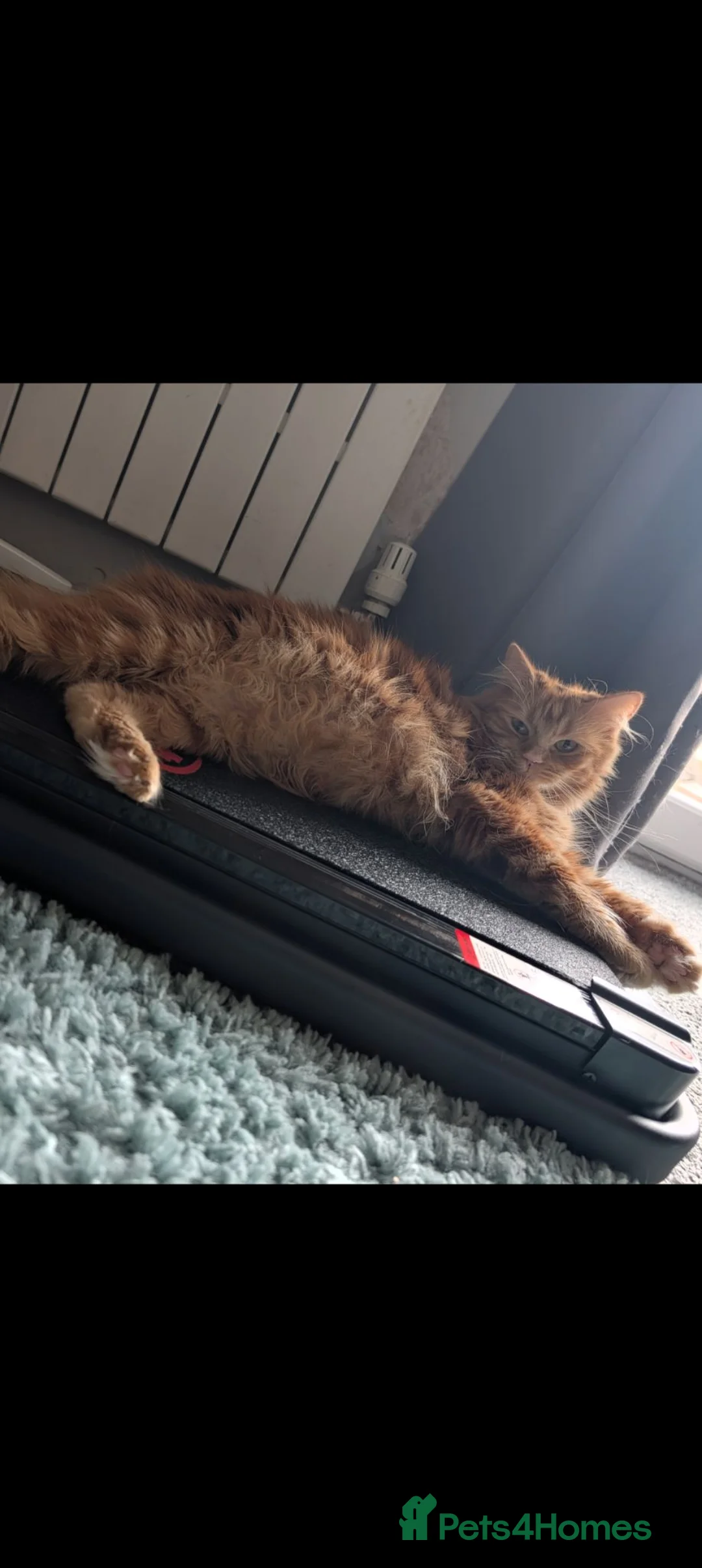 Maine Coon cats for sale: Male Maine Coon Ready for his forever home  - Advert 5