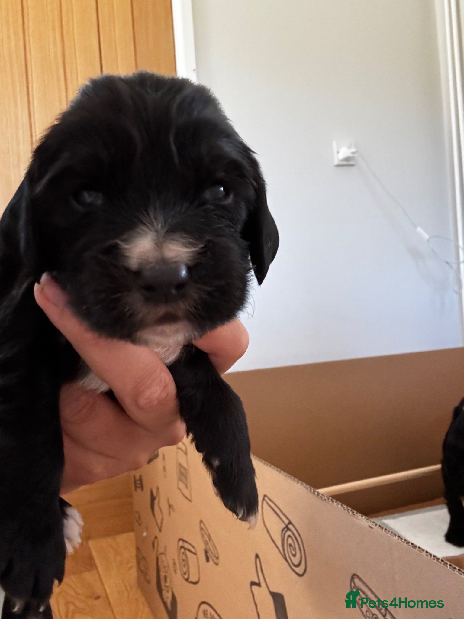 Cocker Spaniel dogs Beautiful working cocker spaniel puppies - Advert 1