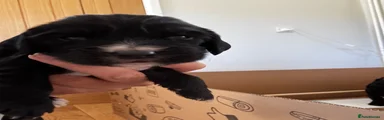 Cocker Spaniel 2