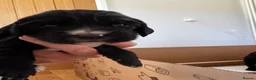 Cocker Spaniel dogs for sale: Beautiful working cocker spaniel puppies - Advert 1