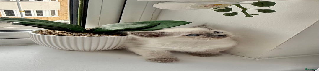 Ragdoll Kitten 3
