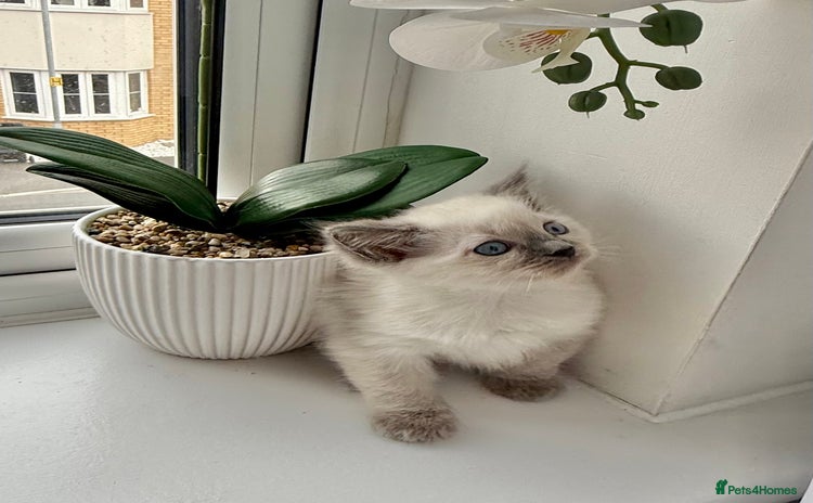 Ragdoll cats - Advert 1