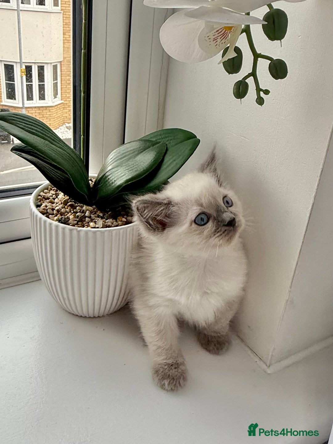 Ragdoll cats for sale: SUPER FLUFFY GORGEOUS BOY RAGDOLL KITTENS - Image 1