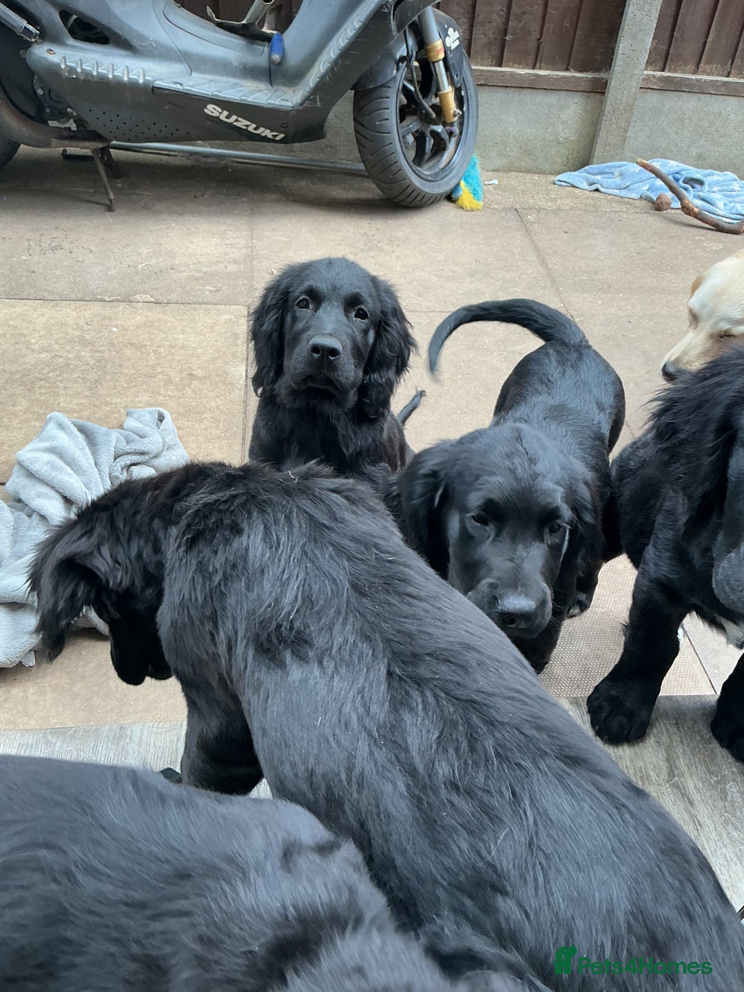 Mixed Breed dogs for sale: Spangold retrievers in Stourport-on-Severn - Image 13
