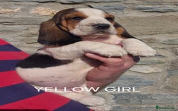 Basset Hound dogs for sale: KC BASSET HOUND PUPPIES  - Image 11