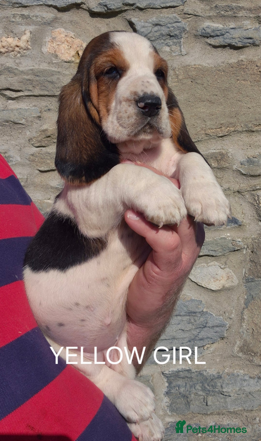 Basset Hound dogs for sale: KC BASSET HOUND PUPPIES  - Image 11
