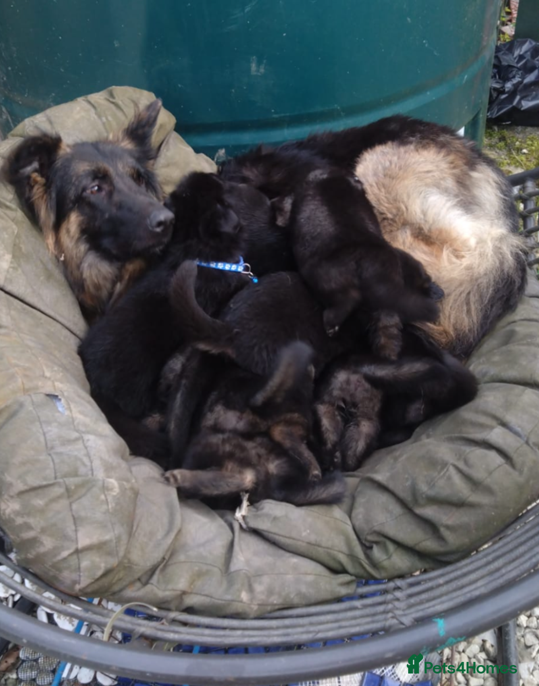German Shepherd dogs for sale: Playful German Sheperds Puppies for sale!!! - Image 2