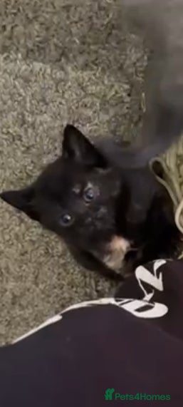 Mixed Breed cats Gorgeous tortoise Shell kittens - Advert 14