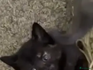 Mixed Breed cats Gorgeous tortoise Shell kittens - Advert 14