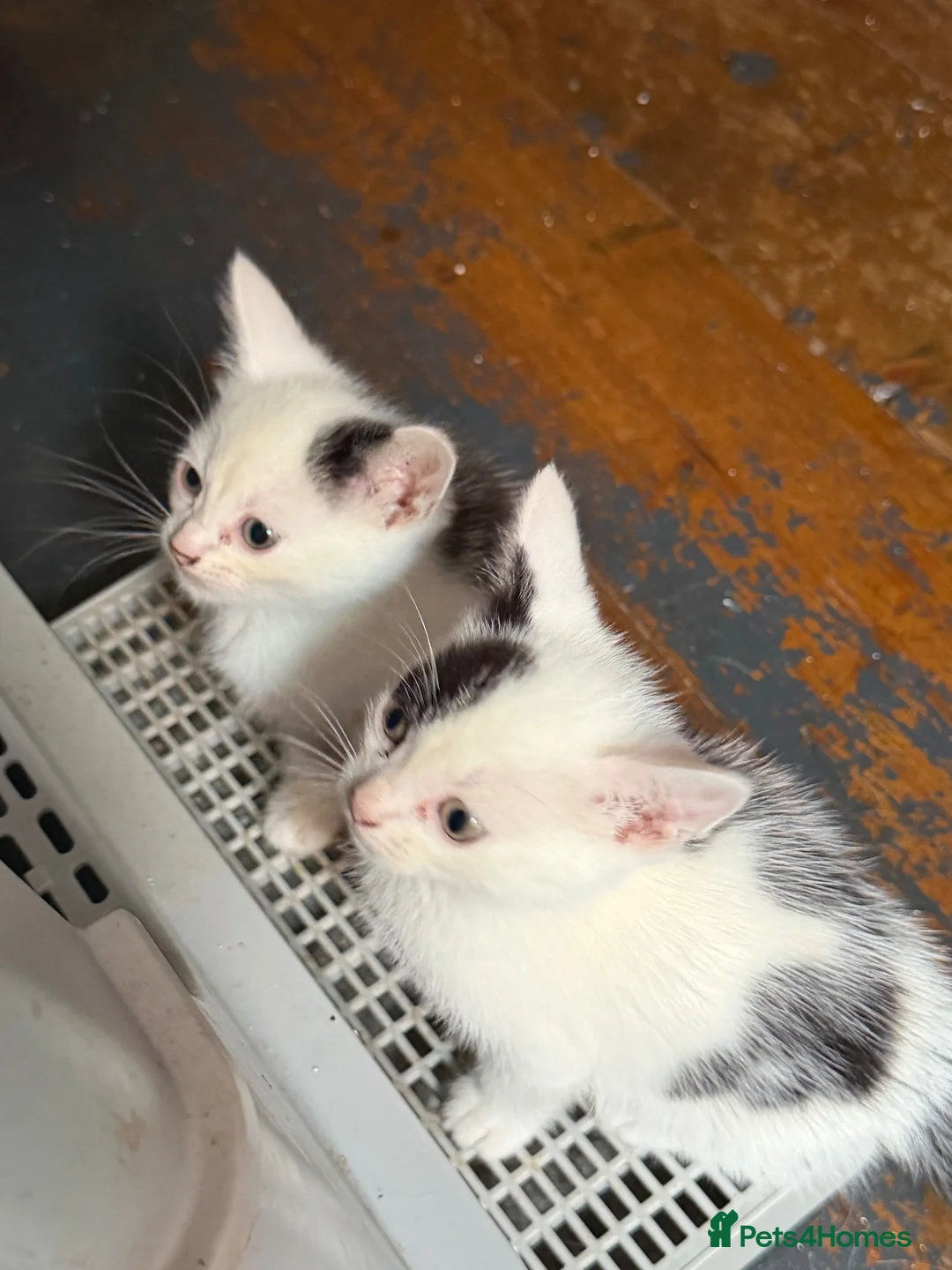 Mixed Breed cats for sale: Two last remaining kittens - Advert 2