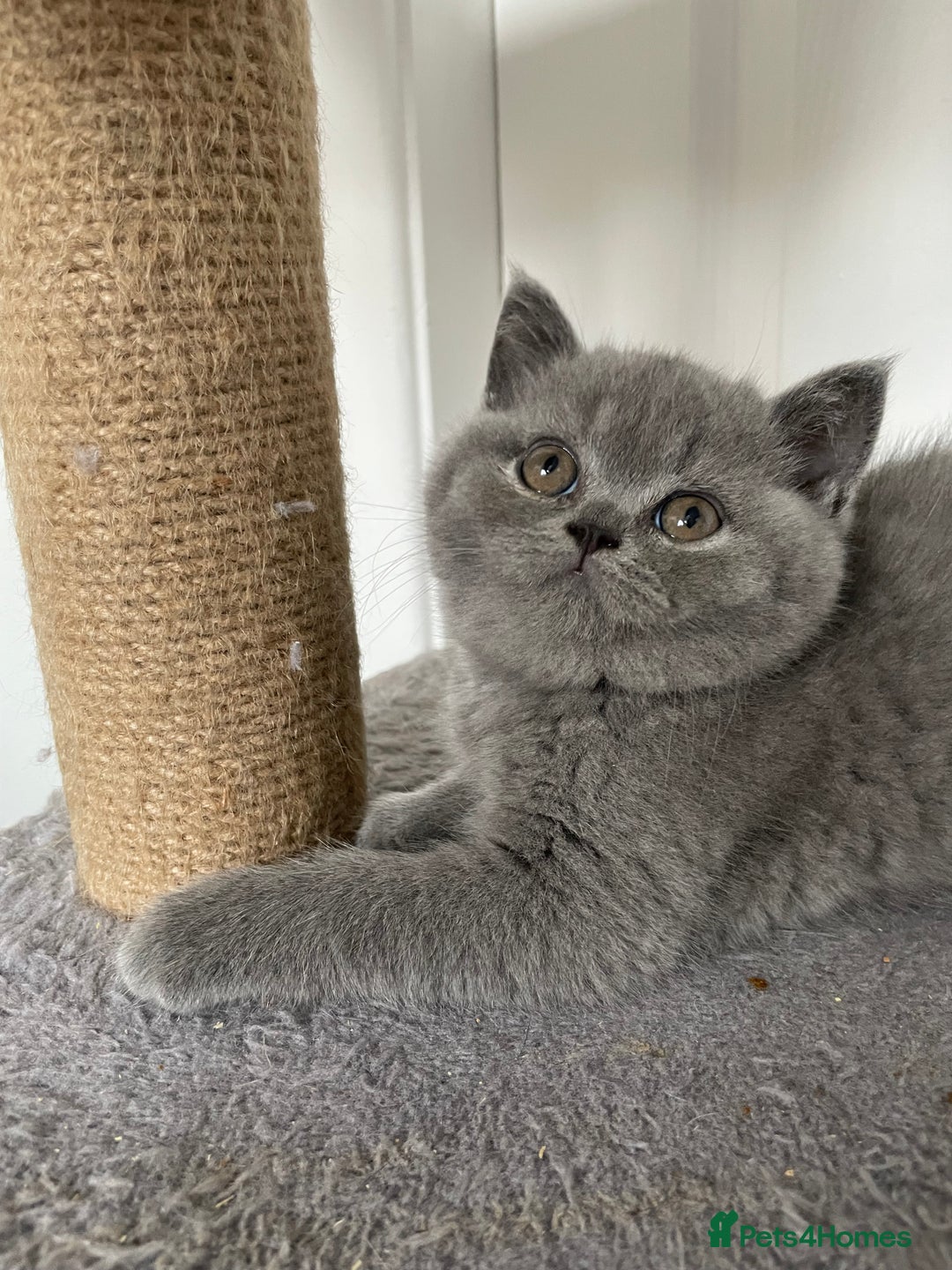 British Shorthair cats for sale: 🔥 BRITISH SHORTHAIR KITTENS BLUE BLACK LILAC CHOC - Image 19