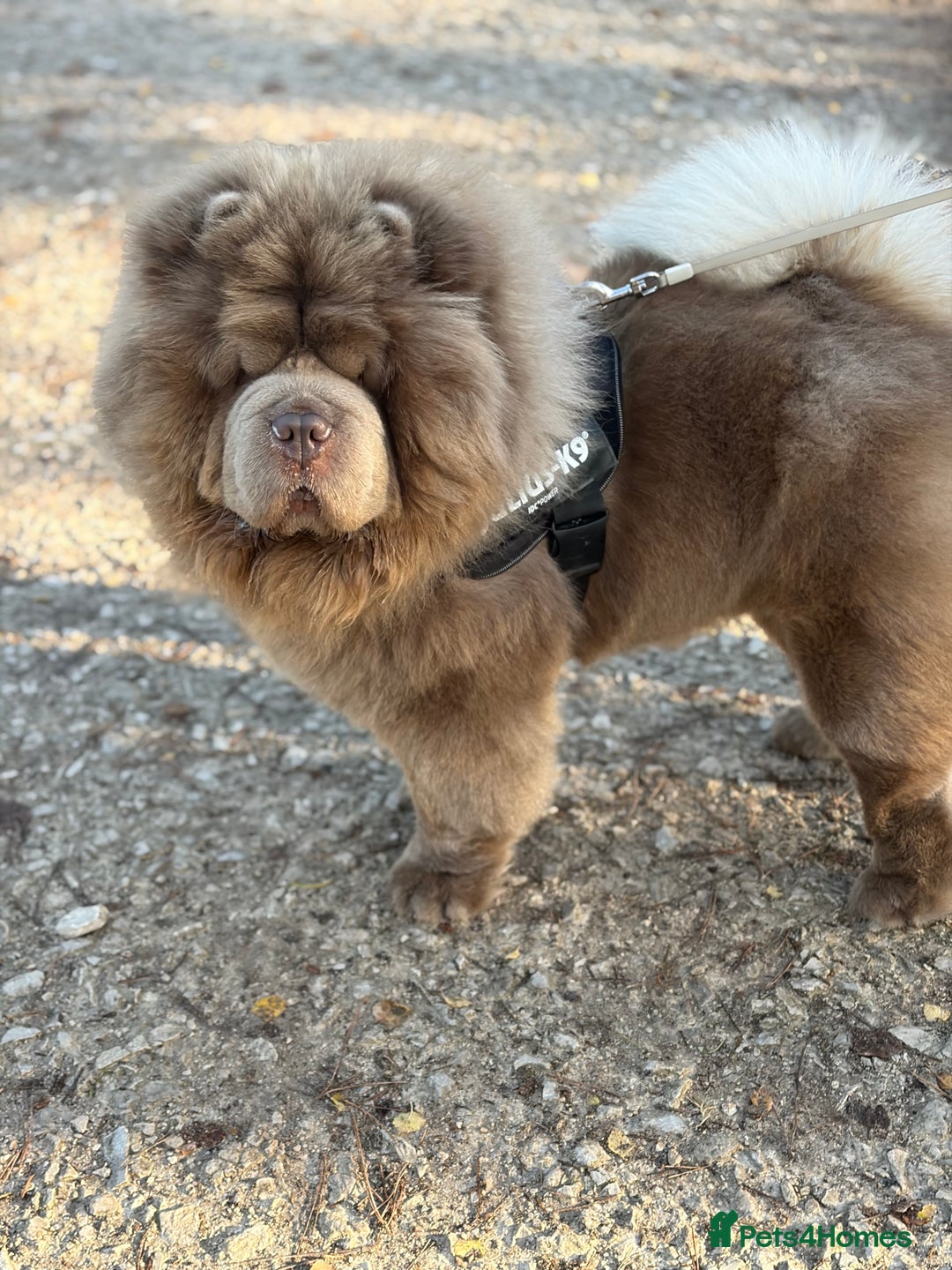 Chow Chow dogs for stud: Enzo the Lilac Chow Chow for stud 🦁 - Advert 6