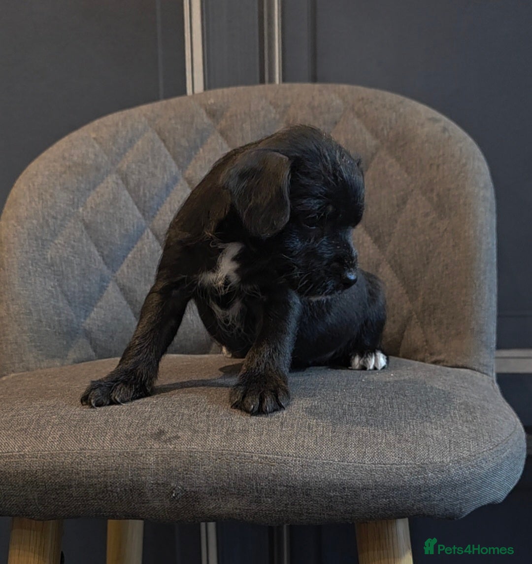 Patterdale Terrier dogs for sale: Patterdale Working Pups Ready To Go - Image 17