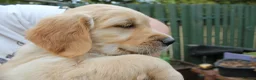 Golden Retriever dogs for sale: READY TO LEAVE Litter of Golden Retriever puppies - Advert 32