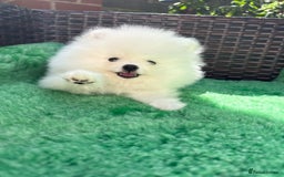Pomeranian dogs for sale: ONLY 1 TEDDY BEAR BOY LEFT! 🧸💙 - Image 5