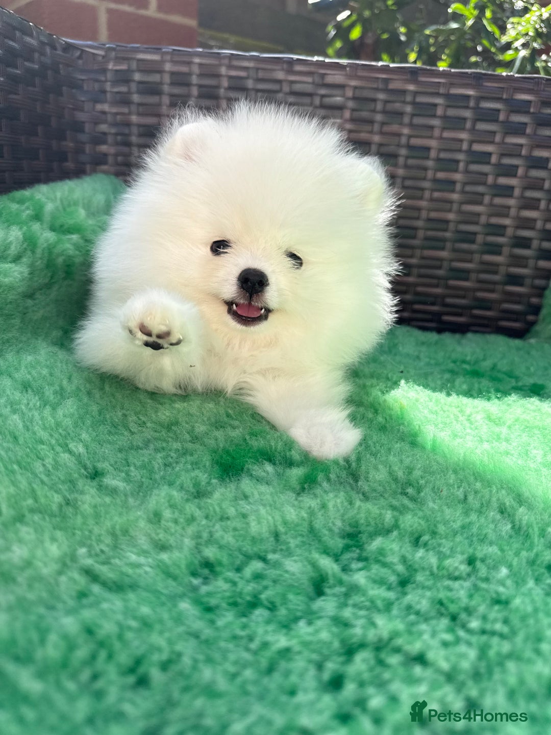 Pomeranian dogs for sale: ONLY 1 TEDDY BEAR BOY LEFT! 🧸💙 - Image 5