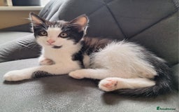 British Shorthair cats for sale: 1 kittens left - Image 1