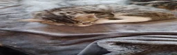 Mixed Breed cats for sale: 5 kittys  - Advert 9