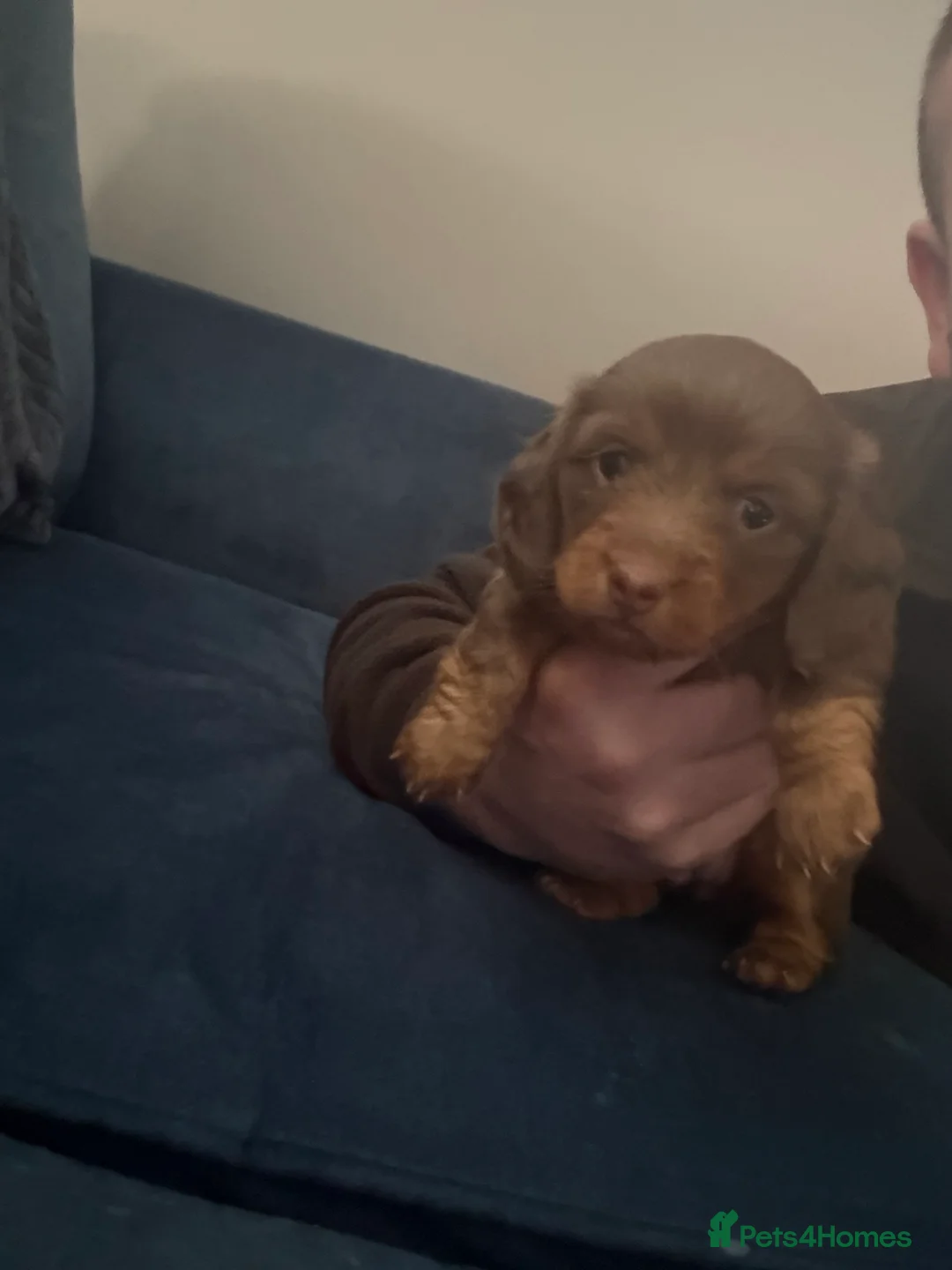 Miniature Dachshund dogs for sale: Miniature dachshund puppies!  - Advert 7