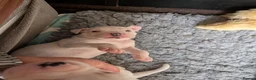 American Bulldog dogs for sale: American bulldog puppies - Advert 26