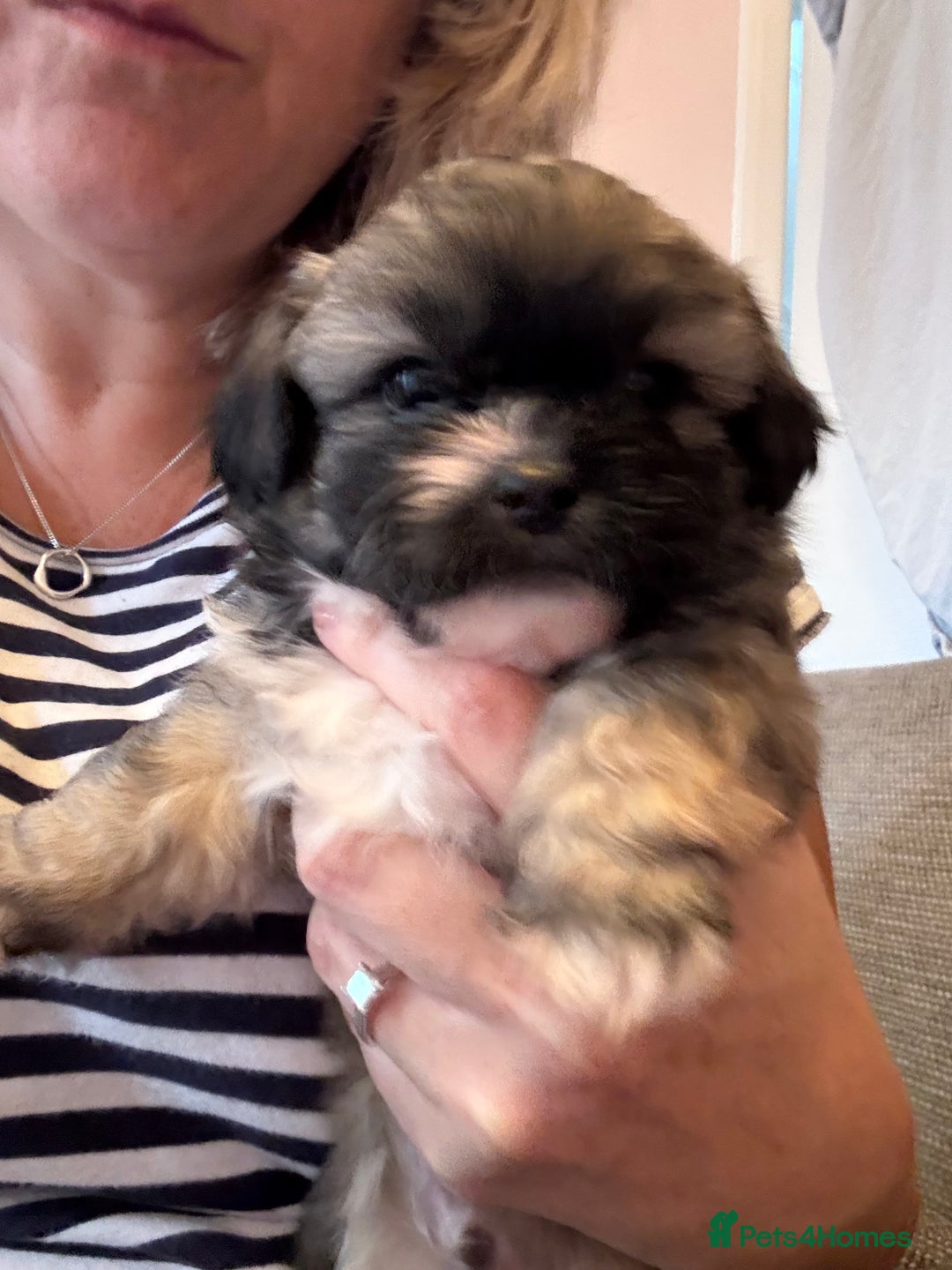 Mixed Breed dogs for sale: Peke’a’tease  - Image 19
