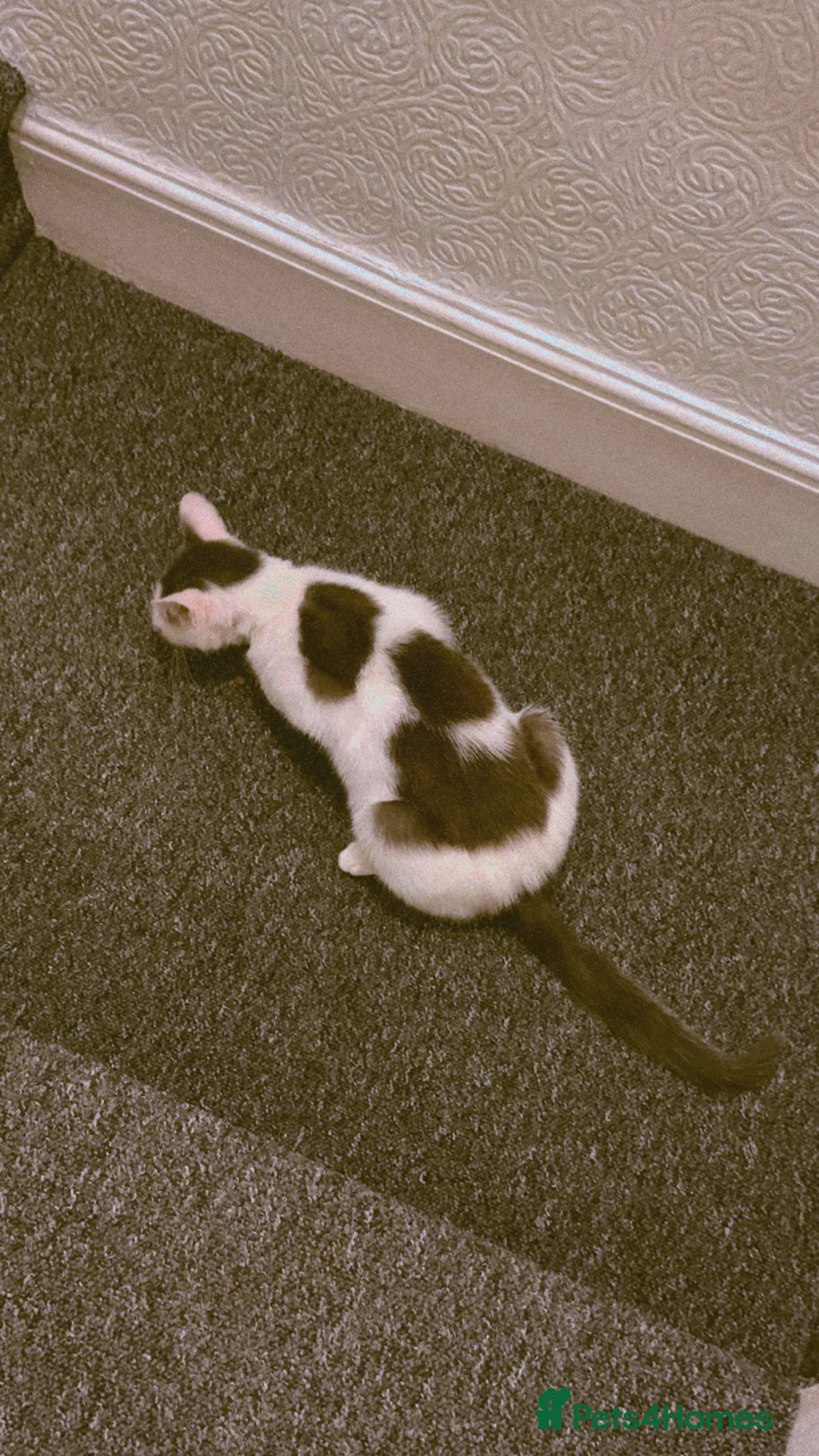 Mixed Breed cats for sale: Beautiful cat for rehoming - Advert 5