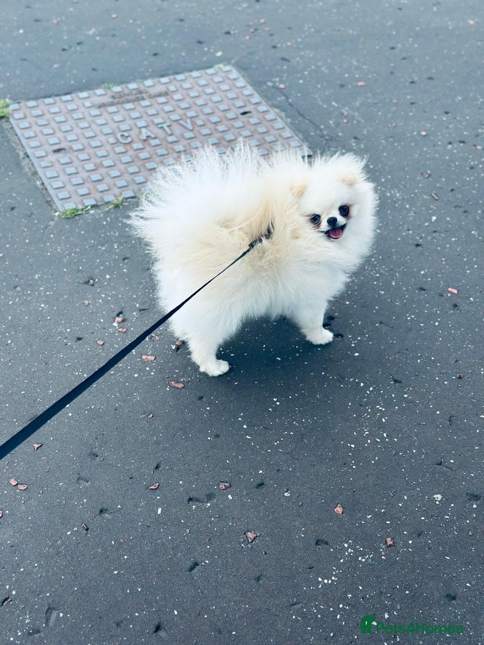 Pomeranian dogs Tiny white/cream polar bear stud 🐻‍❄️ - Advert 9