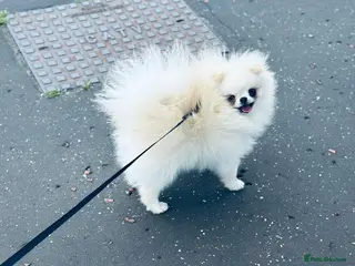 Pomeranian dogs Tiny white/cream polar bear stud 🐻❄️ - Advert 9