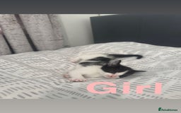 Mixed Breed cats for sale: Beautiful kittens for sale  - Image 10