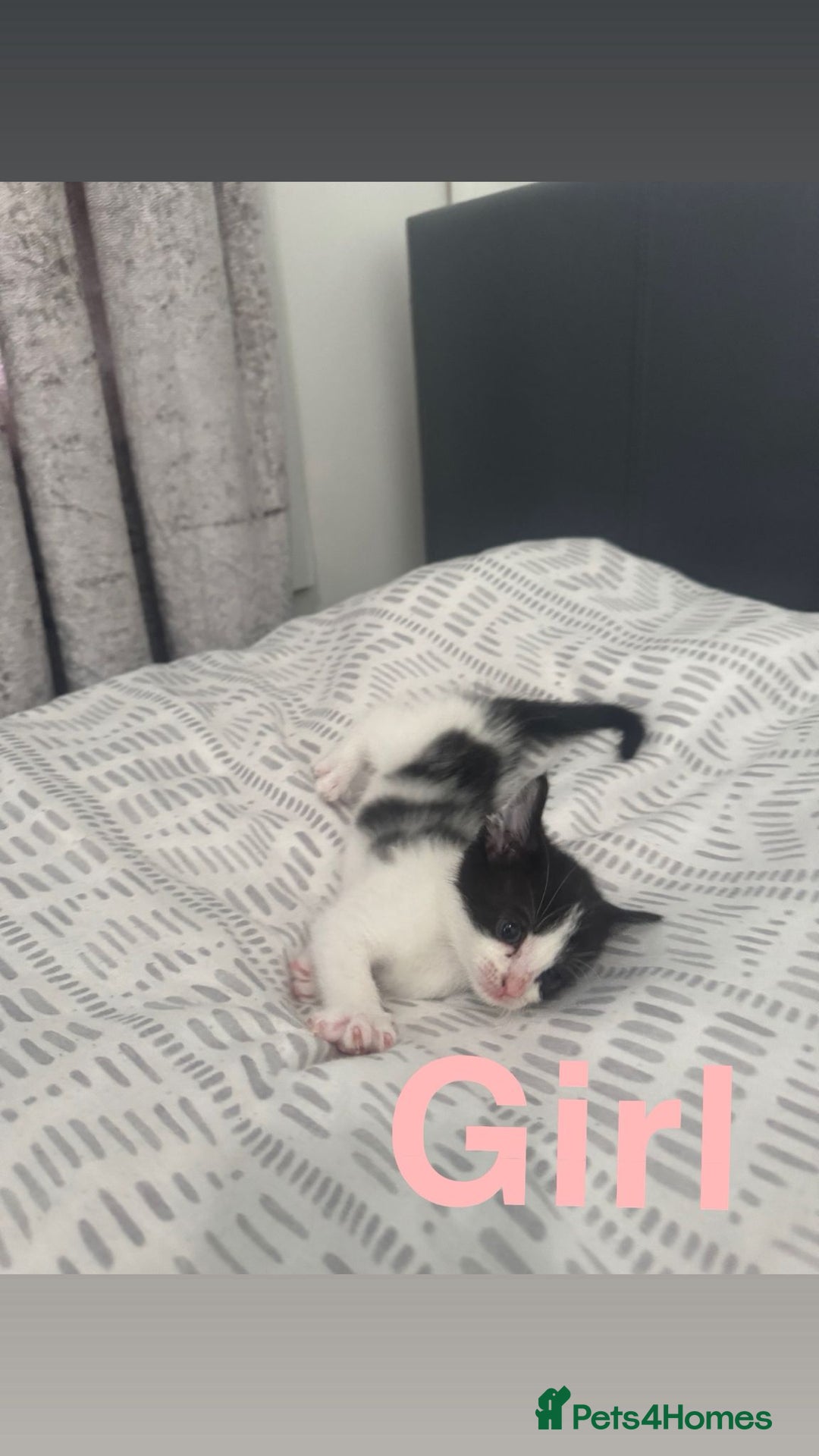 Mixed Breed cats for sale: Beautiful kittens for sale  - Image 10