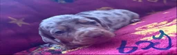 Miniature Dachshund dogs for sale: BEAUTIFUL DACHSHUND PUPPIES! - Advert 8