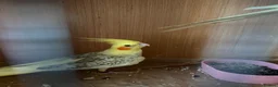 Cockatiels birds for sale: 2 pair cockatiels for sale £200 a pair  - Advert 1