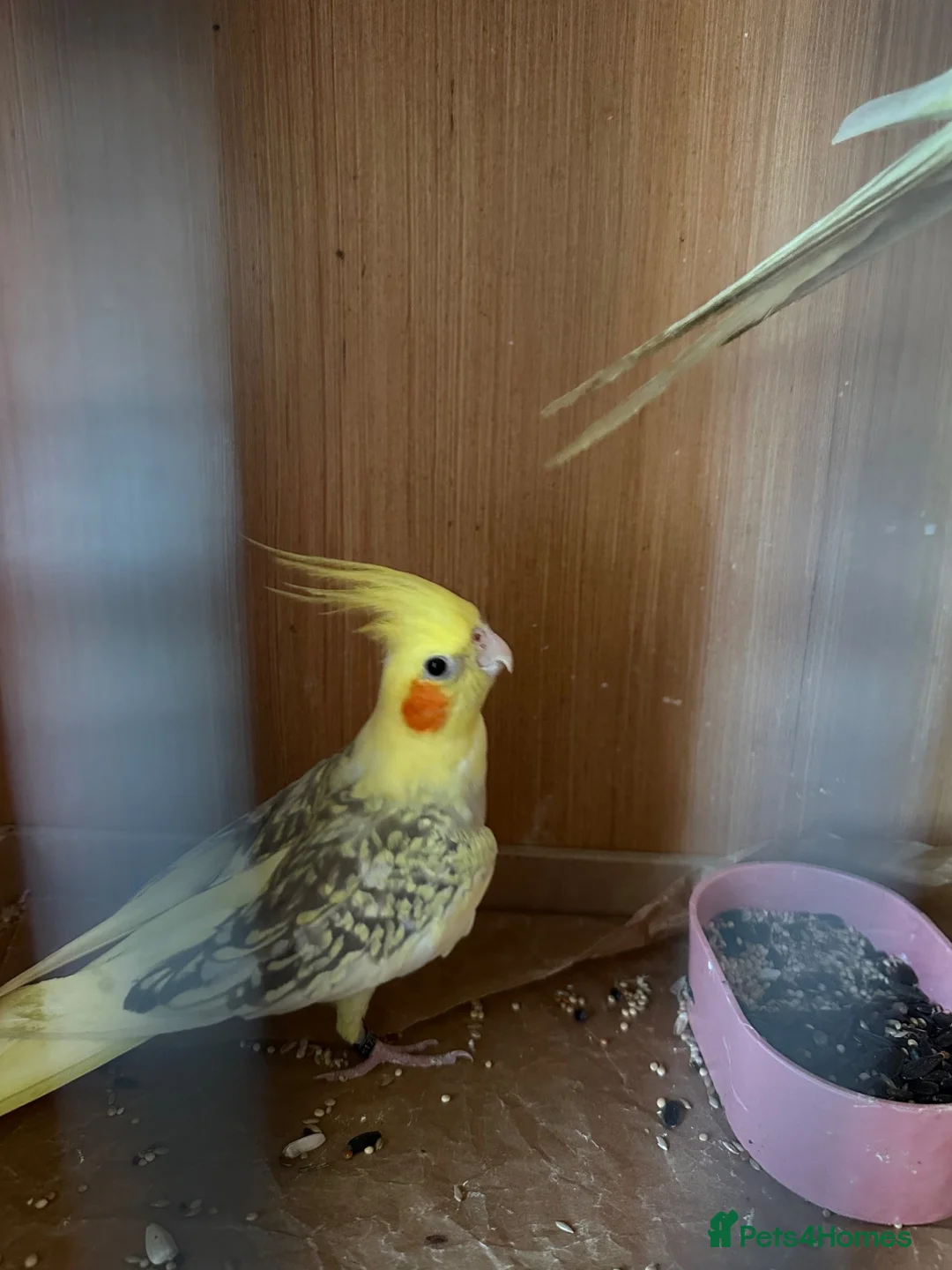Cockatiels birds for sale: 2 pair cockatiels for sale £200 a pair  - Advert 1