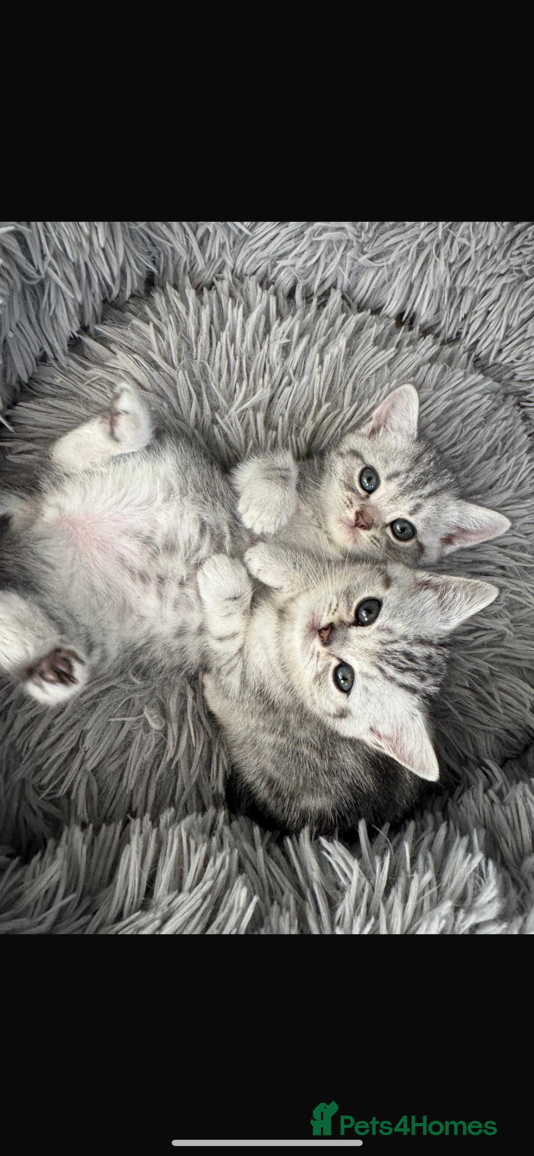 British Shorthair cats for sale: Last Chunky Golden Boy  ❤️ - Image 11