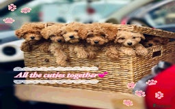 Miniature Poodle dogs for sale: 🐶 Miniature Poodle Puppies! 🐾 - Image 1