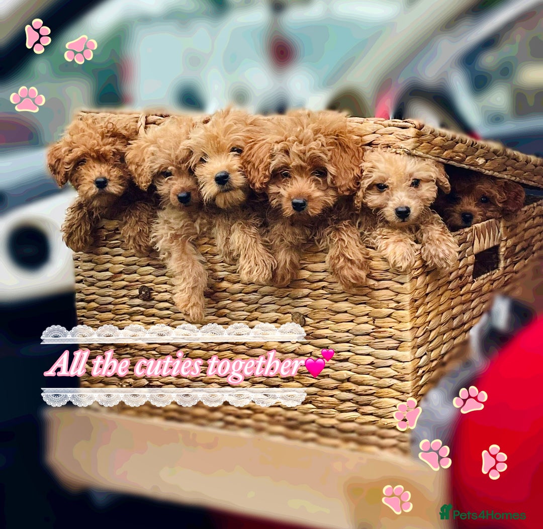 Miniature Poodle dogs for sale: 🐶 Miniature Poodle Puppies! 🐾 - Image 1