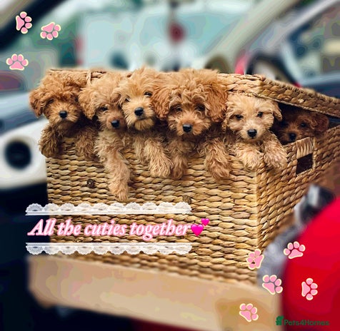 Miniature Poodle dogs - Advert 1