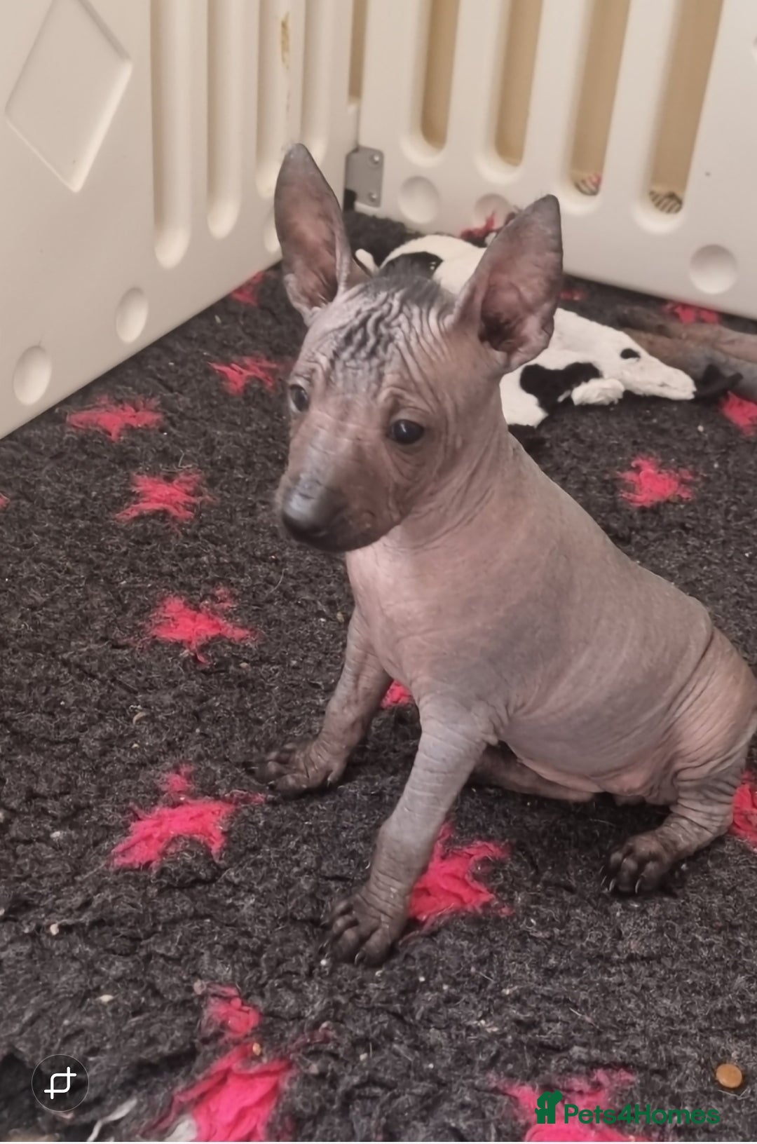 Mexican Hairless dogs for sale: Mexican hair less puppy - Image 6