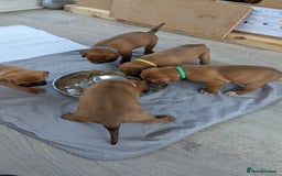 Mixed Breed dogs for sale: Boxer X Dogue De Bordeux Puppies - Image 13