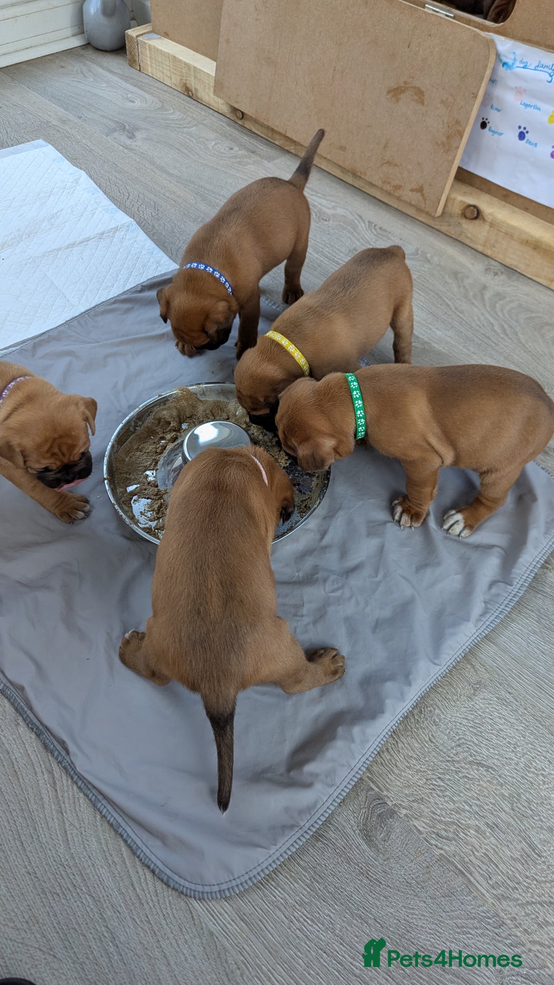 Mixed Breed dogs for sale: Boxer X Dogue De Bordeux Puppies - Image 13