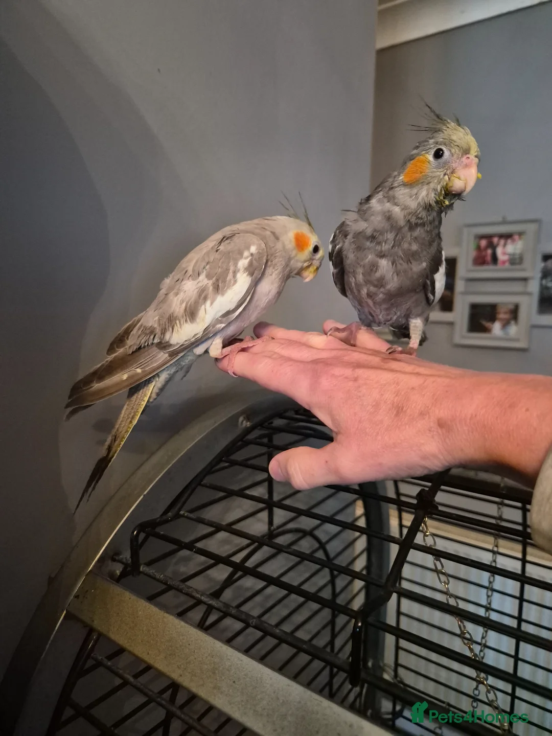 Cockatiels birds for sale: Hand reared super tame baby cockatiels - Advert 1