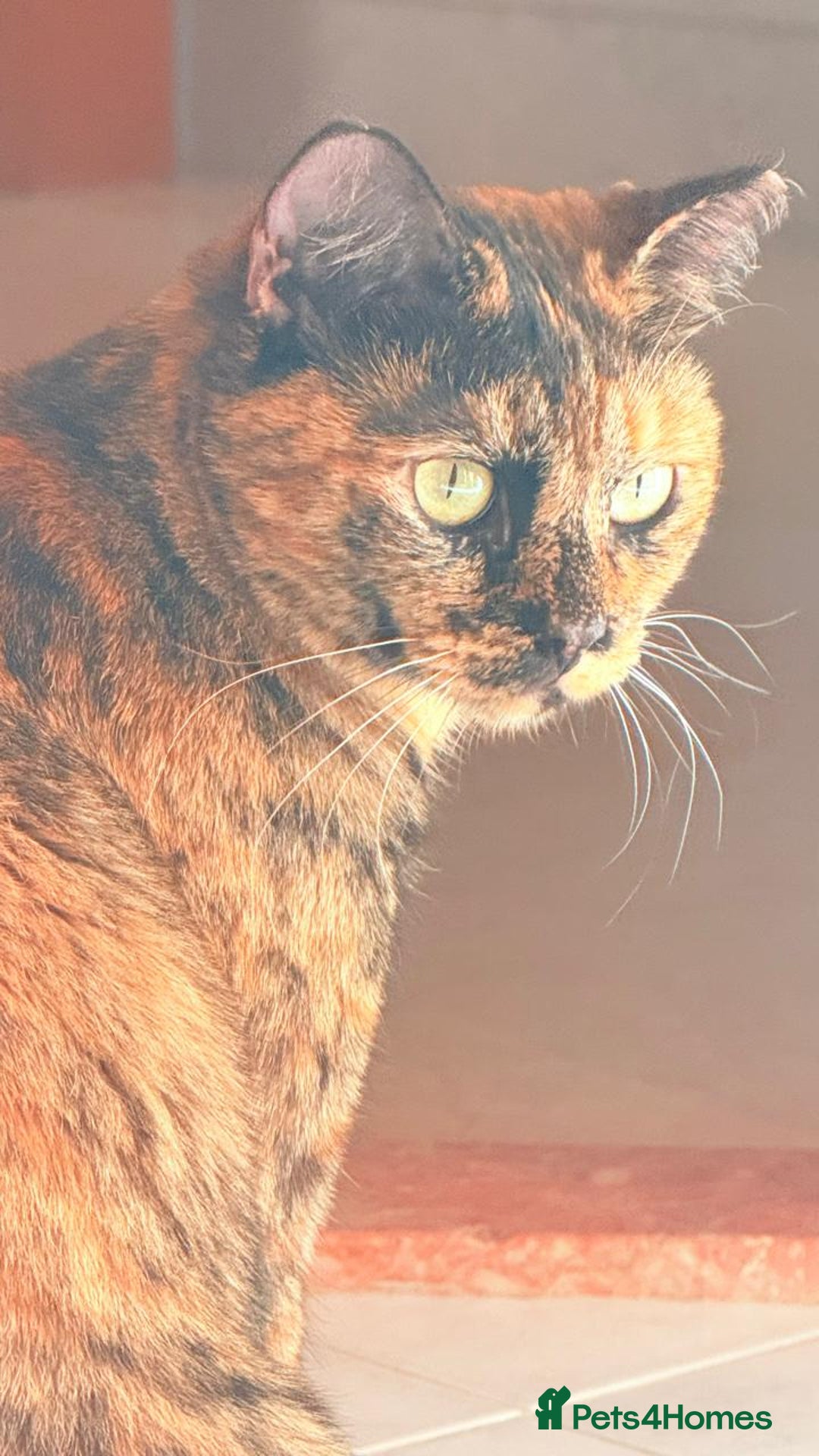 Mixed Breed cats for adoption: LOTTI - TORTOISHELL GIRL VERY AFFECTIONATE SPAYED - Advert 8