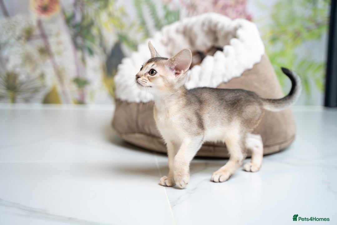Abyssinian cats for sale: SILVER ABYSSINIAN-Winston-Rare and Exceptional  - Advert 22