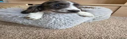 Cocker Spaniel dogs for sale: Working Type Cocker Spaniels - Advert 15